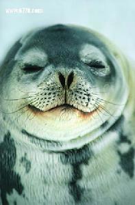 北極海豹-極度深寒北極動物賞(3)