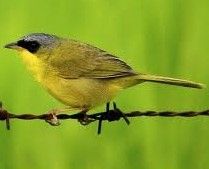 灰冠黃喉地鶯 灰冠黃喉地鶯