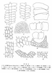 白葉鞭苔 白葉鞭苔