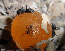 黑蟻在吃糖