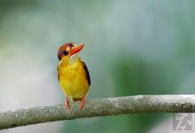 棕背三趾翠鳥圖冊