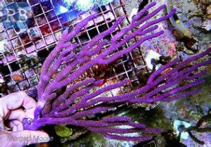 紫柳珊瑚
