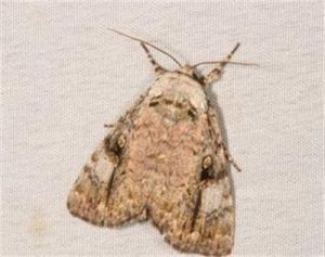 後扇夜蛾 後扇夜蛾