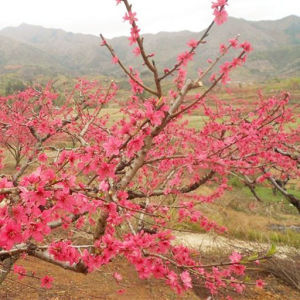 杭州半山看桃花 杭州半山看桃花