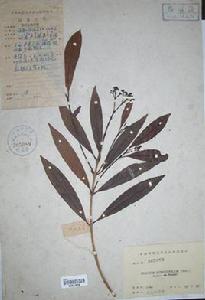 竹葉蒲桃 竹葉蒲桃