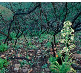 火燒演替 火燒演替