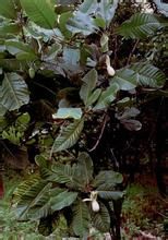 大葉垂序木藍 大葉垂序木藍