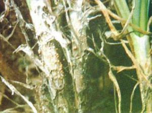 韭菜菌核病 韭菜菌核病