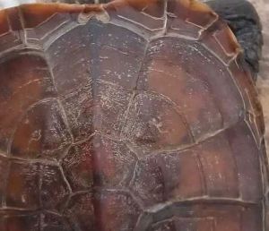 烏龜寄生蟲病 烏龜寄生蟲病