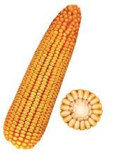 鐵研28號 鐵研28號