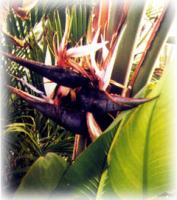 尼古拉鶴望蘭 尼古拉鶴望蘭