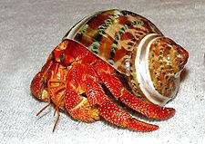 短掌寄居蟹 短掌寄居蟹