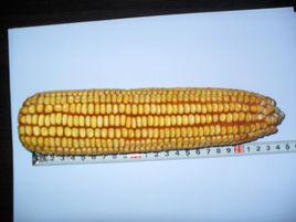 鵬玉2號 鵬玉2號