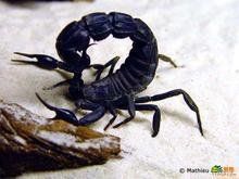 八重山蠍 八重山蠍