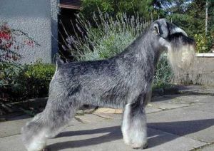 迷你型史猱查梗