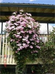 大花山萮菜（變種）