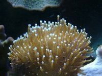 軟珊瑚