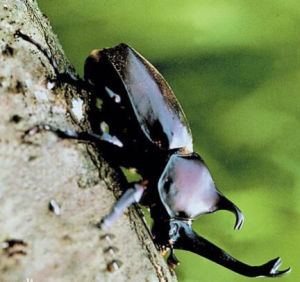 東部獨角仙 東部獨角仙