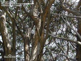 大樹蘆薈 大樹蘆薈