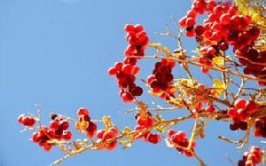 白刺果?fr=aladdin