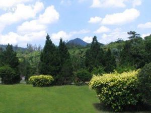 禮紀青皮林 禮紀青皮林