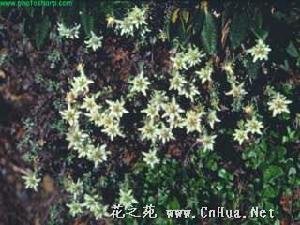 玉山薄雪草 玉山薄雪草