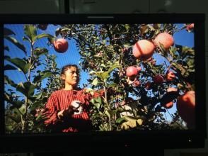 蘋果樹下[紀錄片]