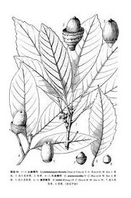 尖峰青岡 尖峰青岡