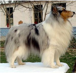 喜樂帝犬 喜樂帝犬