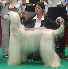 白色阿富汗犬