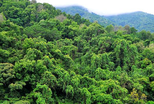 鬱鬱蔥蔥 鬱鬱蔥蔥