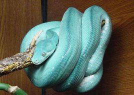 藍蛇