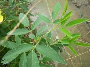 蔓草蟲豆(原變種) 蔓草蟲豆(原變種)