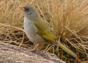 南美草鵐屬 南美草鵐屬