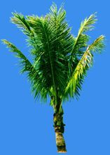 熱帶椰樹