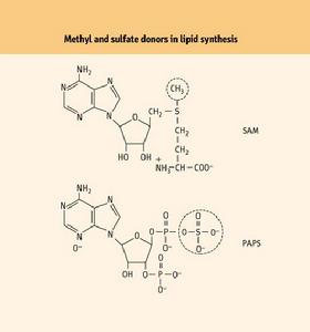 鏈孢霉科 鏈孢霉科