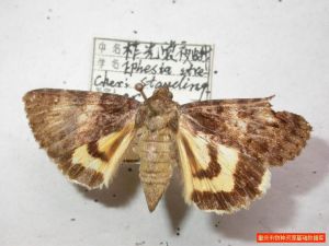 柞光裳夜蛾 柞光裳夜蛾