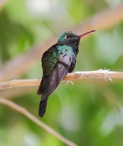 綠尾翠蜂鳥 綠尾翠蜂鳥