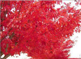 美國紅楓夏日紅楓 美國紅楓夏日紅楓