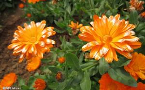 米檸檬卡布勞納金盞菊 米檸檬卡布勞納金盞菊