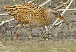 普通秧雞 普通秧雞