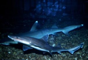 日本半皺唇鯊 日本半皺唇鯊