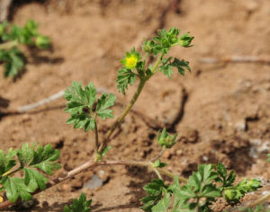 東北委陵菜 東北委陵菜