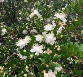 香桃木無性系1號 香桃木無性系1號