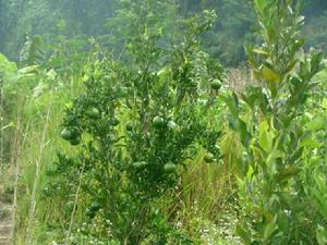 住紮自然村種植業