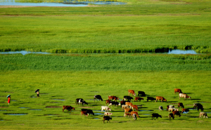 科爾沁草原