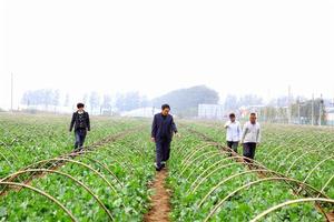 蘿蔔地村[雲南紅河州金平縣馬鞍底鄉普瑪行政村下轄村]