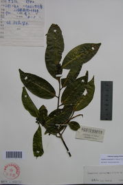 木核山礬 木核山礬