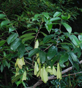 狹葉坡壘 狹葉坡壘