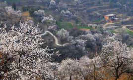 杏花村[河南省滎陽市杏花村]